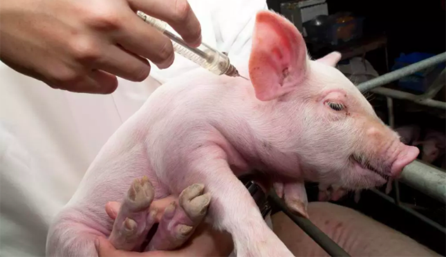 Presentan la primera vacuna contra la peste porcina africana