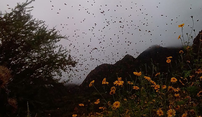 Arriban las primeras mariposas monarca a santuarios mexicanos