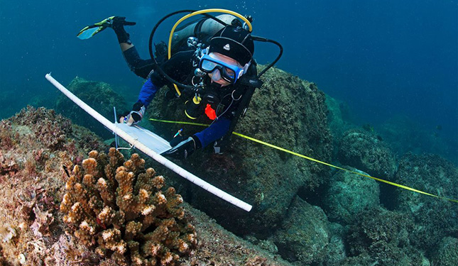 Científicos descubren nueva especie de anémona de mar en México