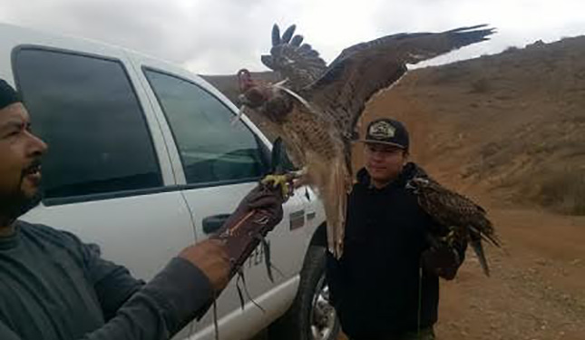 Rescatan y reintegran a hábitat a cinco aves rapaces en Baja California