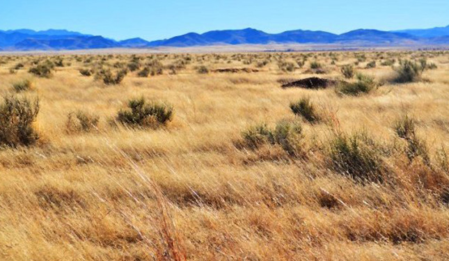 Pastizales del desierto de Chihuahua, un refugio de biodiversidad en peligro
