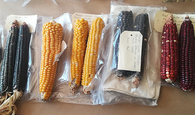 Crean en Chapingo 3 nuevas variedades de maíz resistentes a sequía