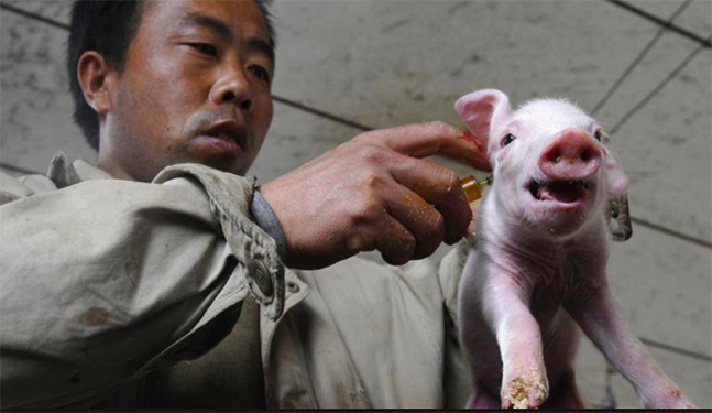 China confirma nuevo brote de peste porcina africana