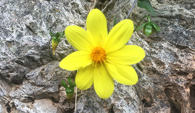 Dalia, una flor mexicana que adorna, alimenta y cura - Brunoticias