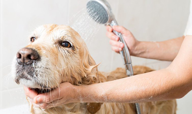 Bañar a perros durante el invierno afecta su salud