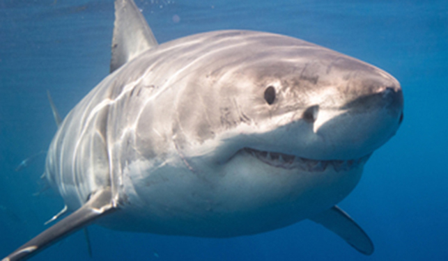 Científicos mexicanos analizan anticuerpos de tiburón para desarrollo de fármacos
