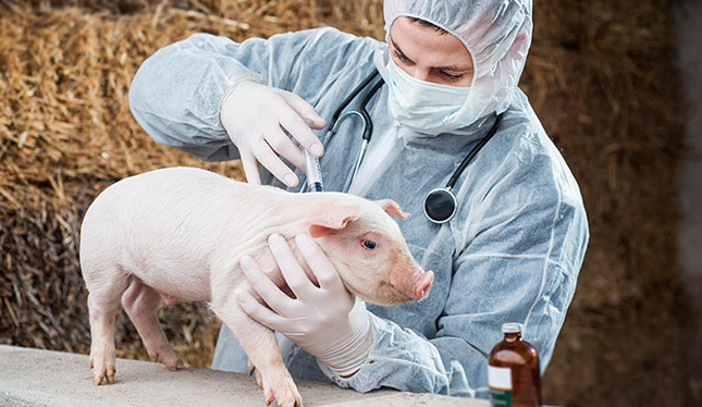 Advierten que uso excesivo de antibióticos en industria porcina genera “superbacterias”