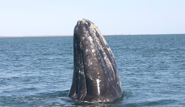 Detectan 79 ejemplares de ballena gris en Reserva El Vizcaíno