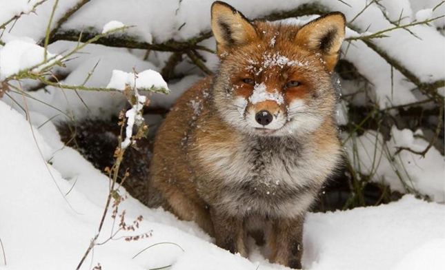¿Cómo sobreviven los animales silvestres a la nieve extrema?