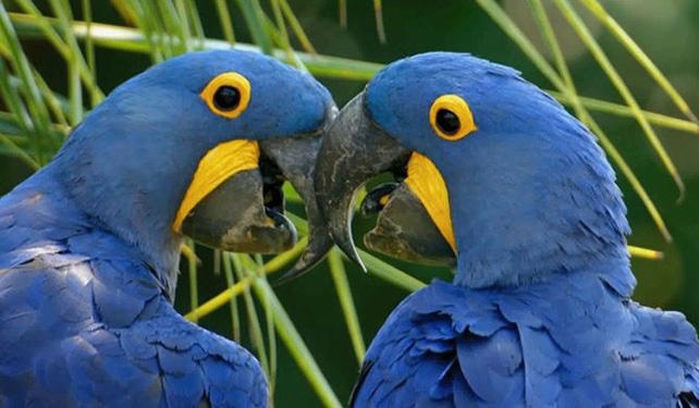 Extinción, una amenaza que enfrentan el guacamayo azul y siete aves más
