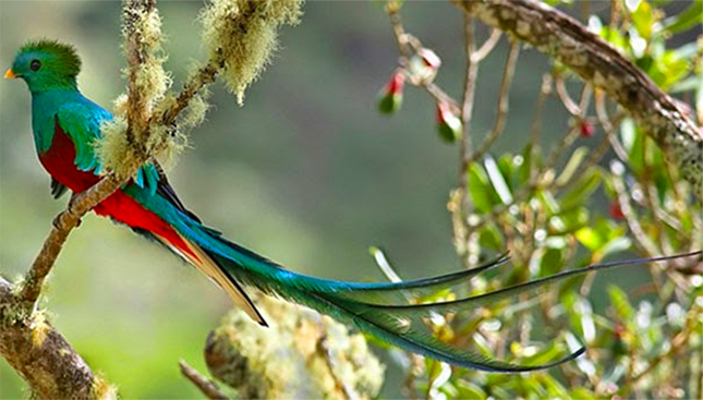 El quetzal es orgullo de El Nido, uno de los aviarios más grandes de América Latina