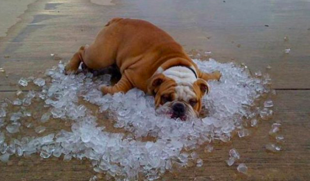 Mascotas pueden llegar a padecer insolación en temporada de calor