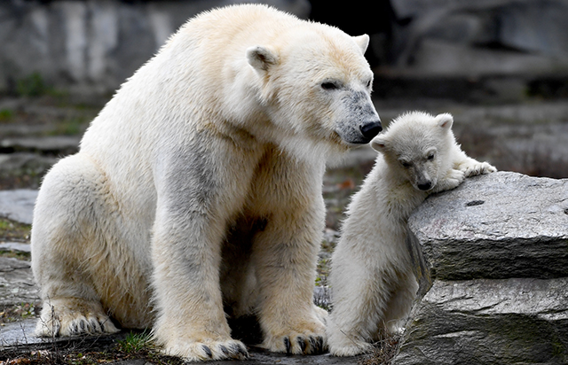 Nuevo osezno polar de zoo de Berlín hace su primera aparición
