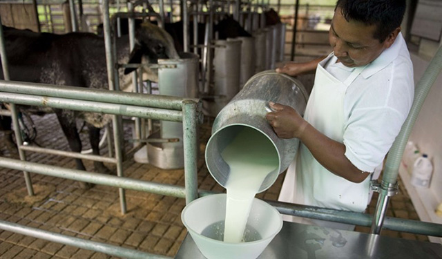 Revisan padrón de productores de leche para pagar precios de garantía