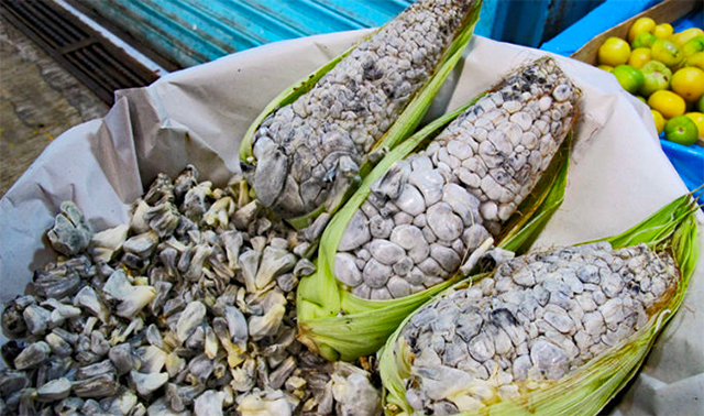 Investigadores buscan darle valor agregado al maíz con huitlacoche