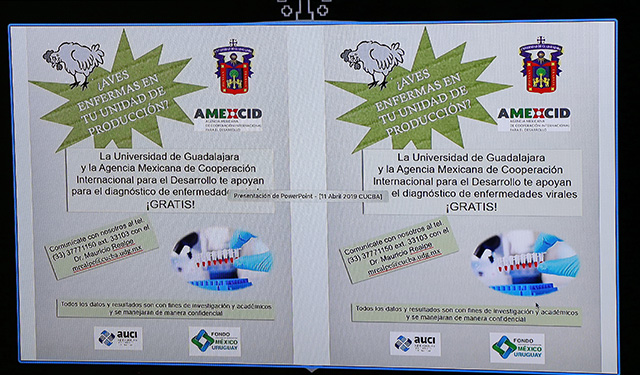 UdeG hará diagnósticos gratuitos de enfermedades avícolas en pequeñas granjas de Jalisco