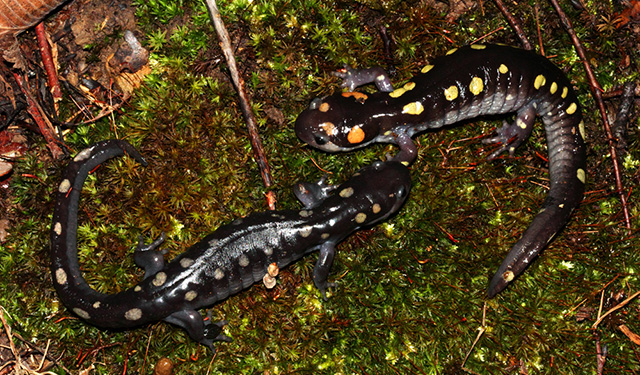 México pierde salamandras, según estudio internacional sobre descenso mundial de anfibios