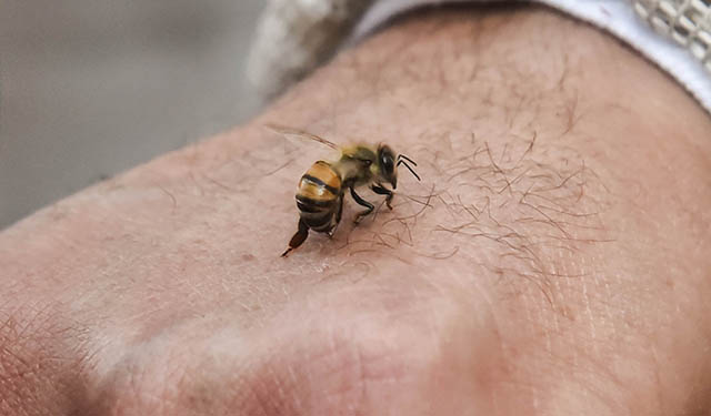 Veneno de abeja tiene efectos positivos contra mal de Parkinson, revela estudio de la UdeG