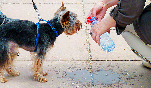 Exhortan a tener especial cuidado con mascotas en época de calor