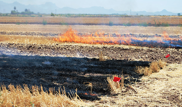 Sader y CIMMYT articulan esfuerzos para evitar quemas agrícolas