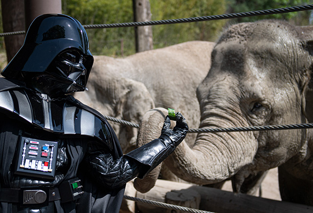“Darth Vader” alimenta elefantes en “Día Galáctico” en zoo de Alemania