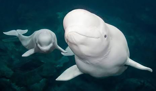 Santuario en Islandia brinda libertad a dos ballenas beluga