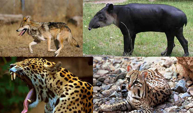 México con 96 especies de mamíferos en pelibro de extinción