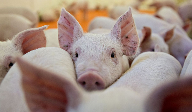 Porcicultura y carne de cerdo