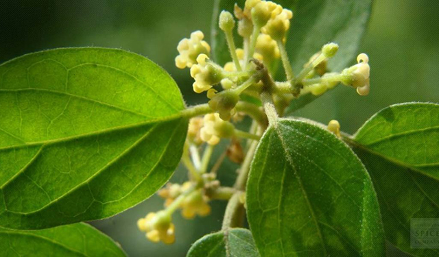 gymnema planta cuyo nombre popular es El nombre popular "gur-ma" proviene del hindi. Significa "destructor de azúcar" debido a la curiosa propiedad de la planta de suprimir la sensación del sabor dulce.