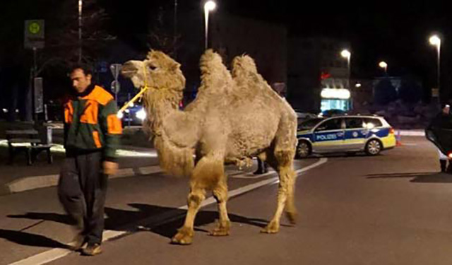Policía detiene a cuatro… camellos sueltos en Hamelín, Alemania