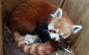 Nace panda rojo en zoológico alemán