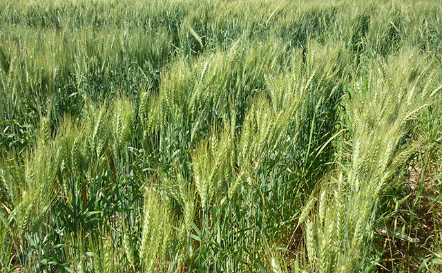 Estima SADER aumento de 15.6% en producción nacional de trigo panificable