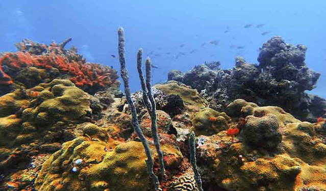 En amenaza los invertebrados y arrecifes en el Golfo de México