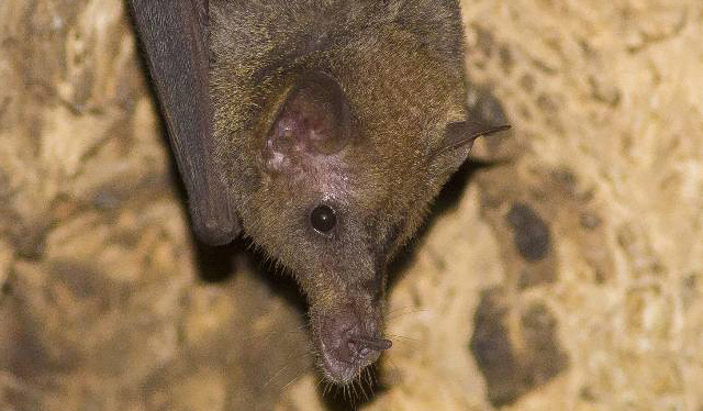 Descubren murciélago polinizador en Sierra de Guadalupe de CDMX y Edomex
