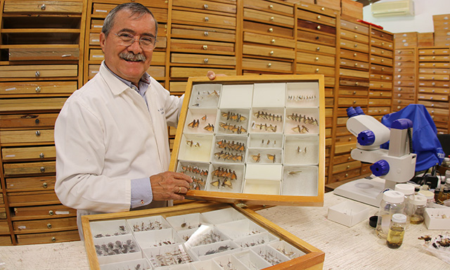 28 mil insectos en la Colección Entomológica “Leopoldo Tinoco Corona” de la UG