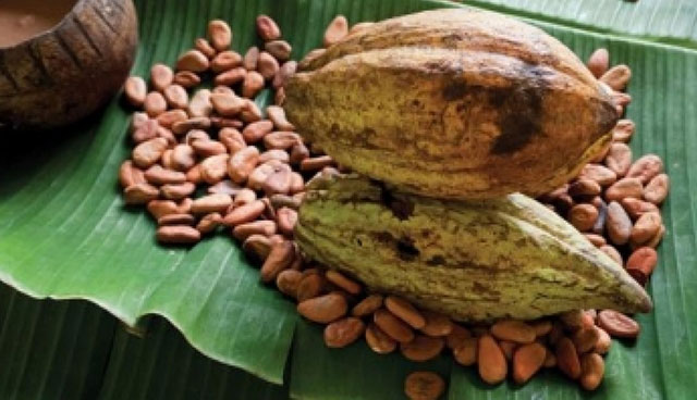 Alertan peligro de extinción de cacao endémico en Chiapas y Tabasco