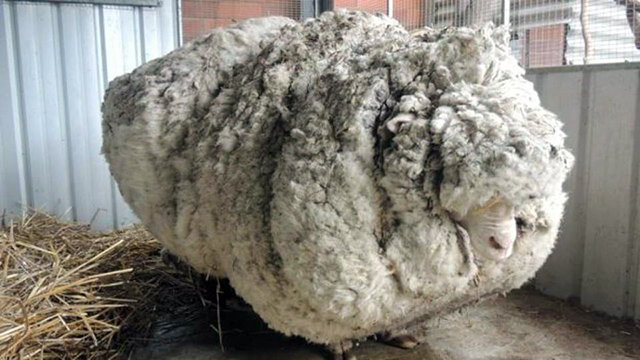Muere oveja Chris, la más famosa del mundo por su vellón récord