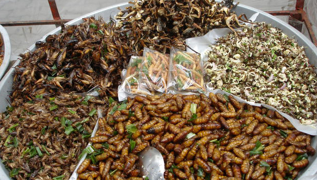Consumo irresponsable provocaría extinción de insectos