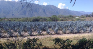 agave tequilero
