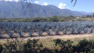 agave tequilero