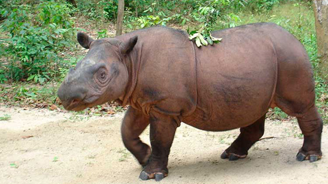 rinoceronte de Sumatra