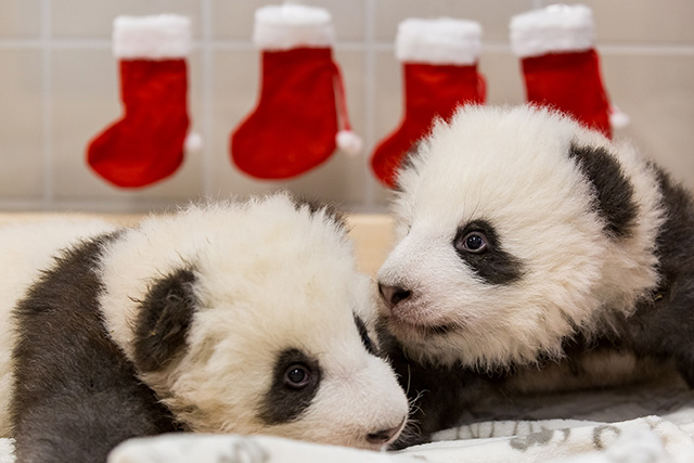 Espíritu navideño entre los panditas gemelos del zoo de Berlín