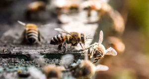 polinizadores abejas