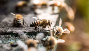 polinizadores abejas