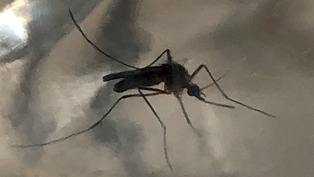 mosquitos coolex