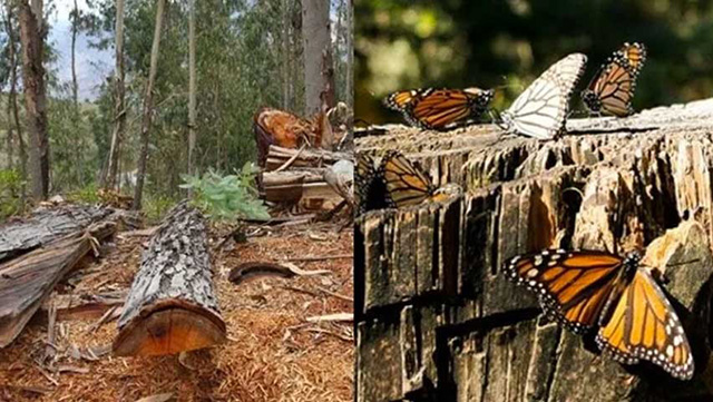 Detienen a 7 por tala en Reserva de Mariposa Monarca