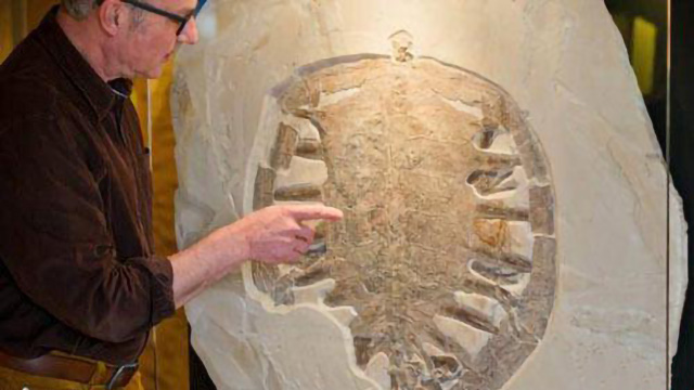 Museo expone tortuga gigante fosilizada