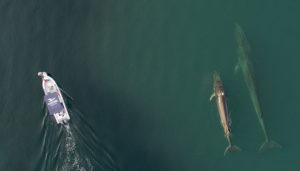 Mamiferos Marinos Baja California Ballenas