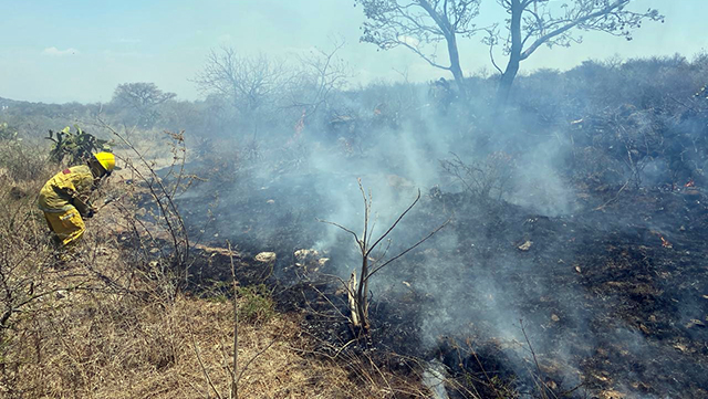 Incendio afecta 25 hectáreas del Cerro Grande en La Piedad