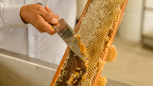 Emite SADER norma para impedir fraude con la miel